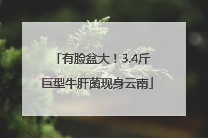 有脸盆大！3.4斤巨型牛肝菌现身云南